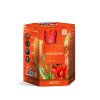 Тюльпаны Салют купить в Хабезе | habez.salutsklad.ru